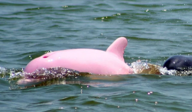 Pembe Yunuslar Gerçek mi 1