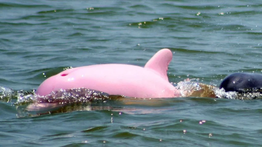 Pembe Yunuslar Gerçek mi? Türkiye’de var mı? 2026